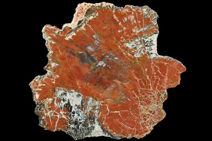 Beautiful, Polished Arizona Petrified Wood Slice - #85950